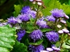 DSCF1141p