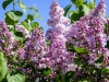 DSCF4077a