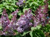 DSC_8023a
