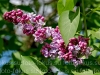 dsc_4097a